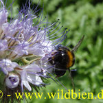 Bienenweide - Phacelia mit Erdhummel - polilektisch