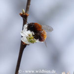 Fuchsrote Erd- oder Sandbiene, Goldbiene, Andrena fulva an Schlehenblüte