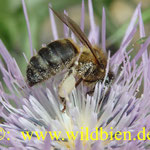 Apis mellifera - die Honigbiene; das 3.- wichtigste Haustier auf der ganzen Welt!!