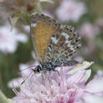 Mariposa - Schmetterling - Bläuling auf Chrysantheme