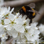 Erdhummel - Bombus terrestris: auf Schlehe