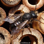 Gehörnte Mauerbiene - Männchen am Wildbienenhaus, nimmt sich eine Pause beim Schwärmen