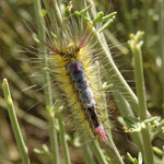 Una larva con un insecto - cerca El Teide