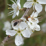 Erdbiene, Andrena ... auf Schlehe