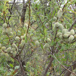 Fruchtstand am Mandelbaum