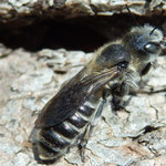 NatternkopfMauerbiene - Osmia adunca - Weibchen/female