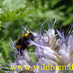 Bienenweide - Phacelia mit Erdhummel - polilektisch