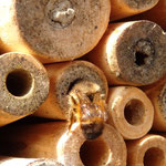 Rostrote Mauerbiene - Osmia bicornis: am Eingang ihrer Brutröhre = Nest