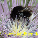 Hummel der Kanaren auf Diestelblüte