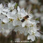 Erdbiene, Andrena ... auf Schlehe