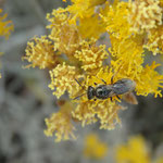 Wildbiene auf der Seidenhaarigen Schizogyne