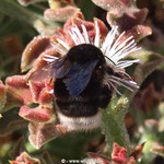 Hummel der Kanaren, Bombus canariensis, Pollengeneralist