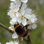 Erdhummel - Bombus terrestris: auf Schlehe