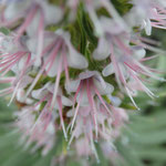 Blütenstand vom Natternkopf - Echium virescens DC.