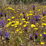 Blumenwiese