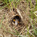 Erdhummel - Bombus terrestris: Pause bei der Nestsuche