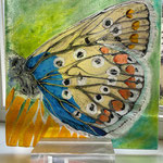 Schmetterling | Glaskunst in Fusiontechnik | 60 x 60 cm | 2020