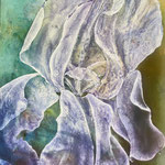 Iris | Mischtechnik auf Leinwand | 100 x 150 cm | 2025
