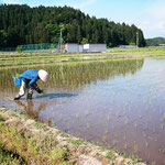 ただただ穂植します。結構な労働ですが、一日をただひたすら田んぼの上で過ごす。まったく気持ちの良い時間が流れます。民謡なんかも口ずさんで。