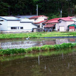 田んぼにいきものがたくさんいるせいか、鳥たちがたくさんやってきます。あおさぎです。