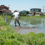 補植が終わると鎖除草です。農薬は一切使用しない、つまり除草剤も使いませんので、やはり草は生えてきます。コツは、雑草を敵と思わない事、草は消えないのが自然です。