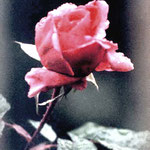 Ciro Indellicati - le mie rose 7