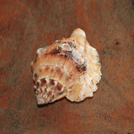Cone-Muschel, gefunden am Strand von Uoleva