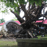 Ende Januar gabs einen Zyklon auf Tonga - noch heute sieht man die Schäden...