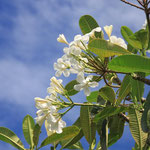 Flowers - oft auch im Haar getragen