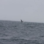 Whalewatching