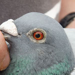 1ter Konkurs DV-08695-10-0484 blauer Vogel