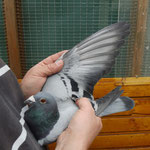 1ter Konkurs DV-08695-10-0484 blauer Vogel