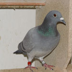 DV-0921-12-0077 blau Weibchen
