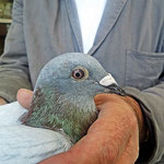 1ter Konkurs von Aschaffenburg 213km DV 7018-14-0880 Fahler Vogel 