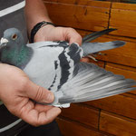 1ter Konkurs DV-08695-10-0484 blauer Vogel