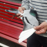 1ter Preisflieger DV-0530-13-0224 Vogel