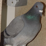 DV-0921-12-0077 blau Weibchen