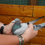 1ter Konkurs DV-08695-10-0484 blauer Vogel