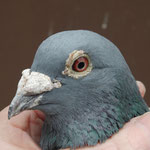AS- Vogel 67.