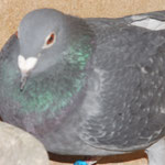 DV-05374-10-0224 Weibchen.