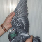 Vater von 224/ DV-05374-07-0676Vogel.