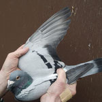 AS- Vogel 67.