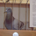 Bester Vogel in 2011 der RV-WATTENSCHEID 13 x Gesetzt 12 Prs. 4541Prkm. & 1076,94 A.S.P!