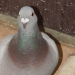 Mutter von DV-0921-12-0077 Blau Weibchen.