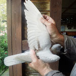 1ter Konkurs von Aschaffenburg 213km DV 7018-14-0880 Fahler Vogel 