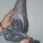 Mutter von 224/ Belg.-06-6399657 Weibchen.