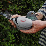 1te Konkurs ( JÄHRIGE ) von Osterhofen am 29.06.2014 Vogel