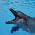Hallo Delfin :)
