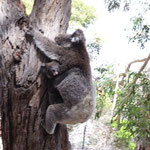 Koalaa mit baby :)