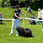 Paarklasse am Sonntag. 1. Platz im Ehrenring gegen alle andere Terrier Rassen